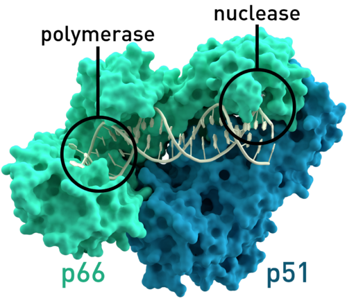 reverse transcriptase